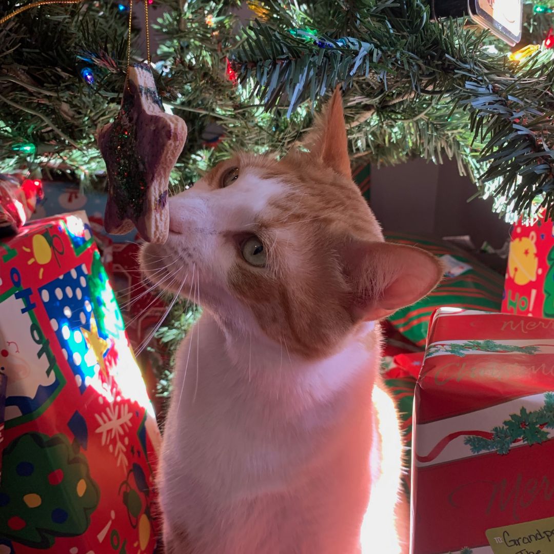 pic of cat under Christmas Tree