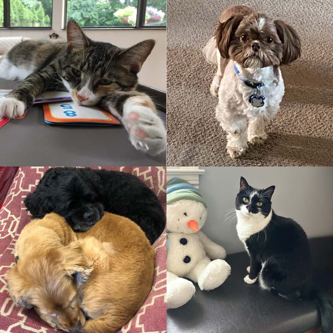 collage of cats and dogs